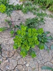 Euphorbia helioscopia