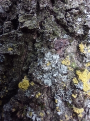 Phaeophyscia orbicularis