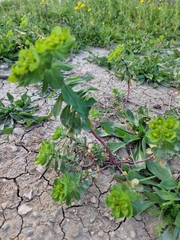 Euphorbia helioscopia