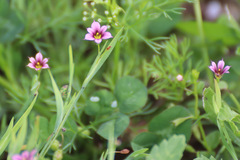 Sisyrinchium rosulatum
