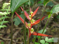 Heliconia psittacorum