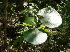 Piper umbellatum
