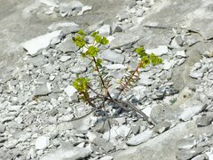Euphorbia petrophila
