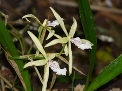 Miltonia flavescens