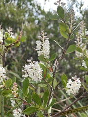 Cliftonia monophylla