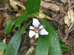 Trimezia gracilis