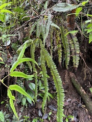 Gleichenella pectinata