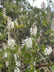 Cliftonia monophylla