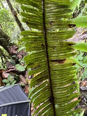 Gleichenella pectinata