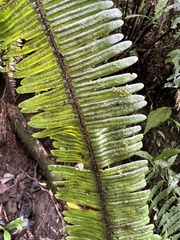 Gleichenella pectinata