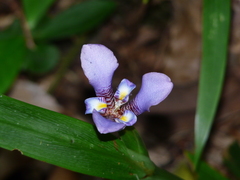 Trimezia coerulea