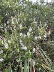 Cliftonia monophylla