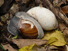Megalobulimus oblongus