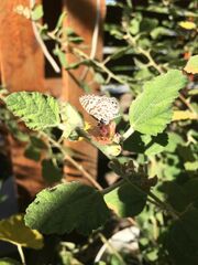 Leptotes cassius