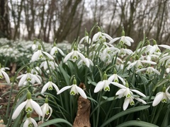 Galanthus nivalis