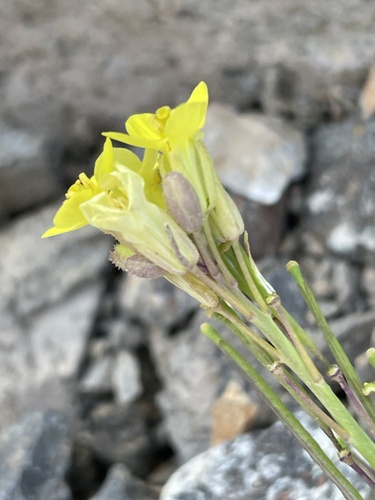 Diplotaxis vogelii image