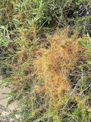 Cuscuta californica