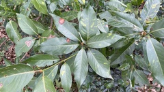 Machilus