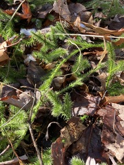Lycopodium clavatum