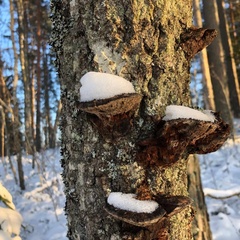 Phellinus
