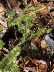 Lycopodium clavatum