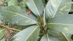 Machilus
