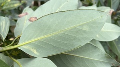 Machilus
