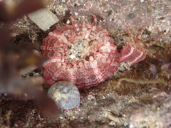 Aulactinia verrucosa