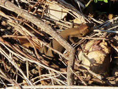 Algyroides moreoticus