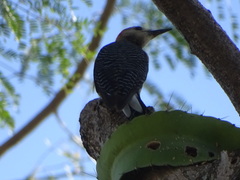 Melanerpes aurifrons