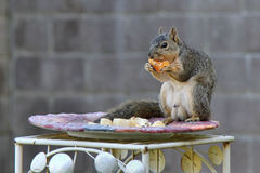 Sciurus niger