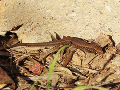 Algyroides moreoticus