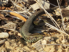 Algyroides moreoticus