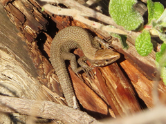 Algyroides moreoticus