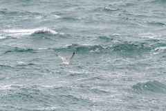 Larus brachyrhynchus