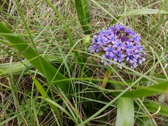 Scilla peruviana
