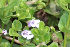 Clinopodium brownei