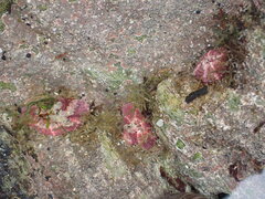 Aulactinia verrucosa