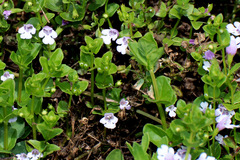 Clinopodium brownei