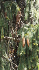 Picea smithiana