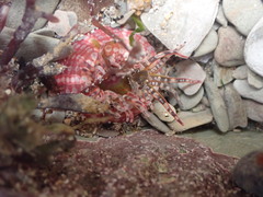 Aulactinia verrucosa