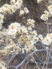 Pseudognaphalium