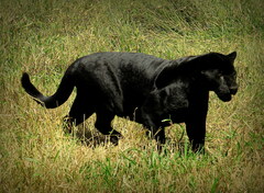 Jaguar photo 2