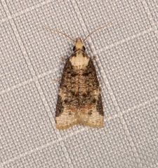 Platynota exasperatana