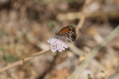 Pyronia cecilia