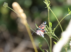 Zygaena filipendulae