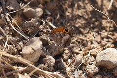 Pyronia cecilia
