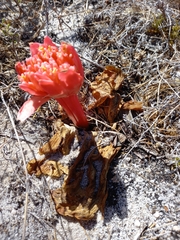 Haemanthus sanguineus
