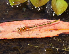 Austrocnemis splendida