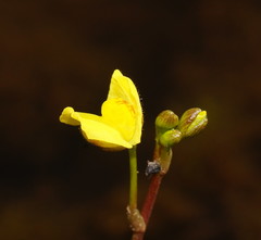 Utricularia aurea